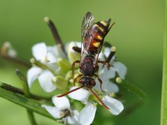 Nomada ruficornispanzeri